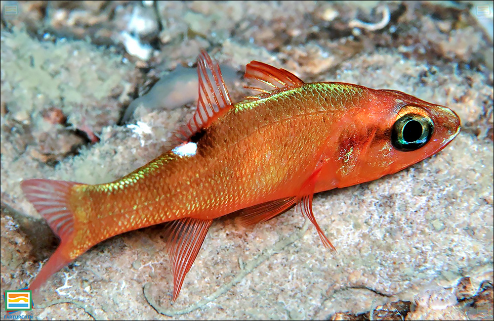 ماهی کاردینال اِوِرمان