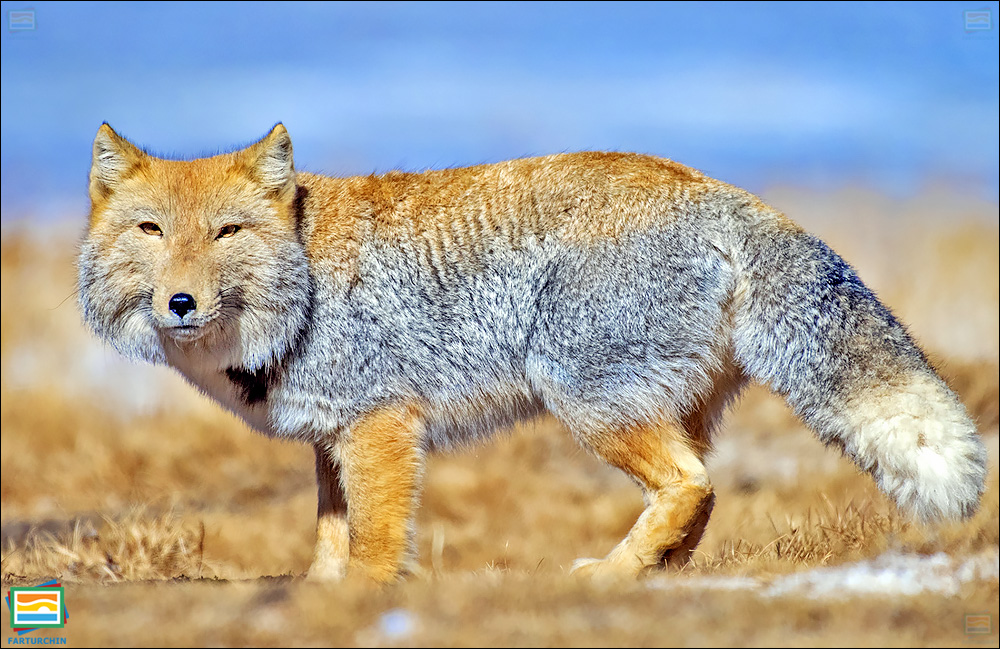 جانوران مهره‌دار - پستانداران: روباه تبتی