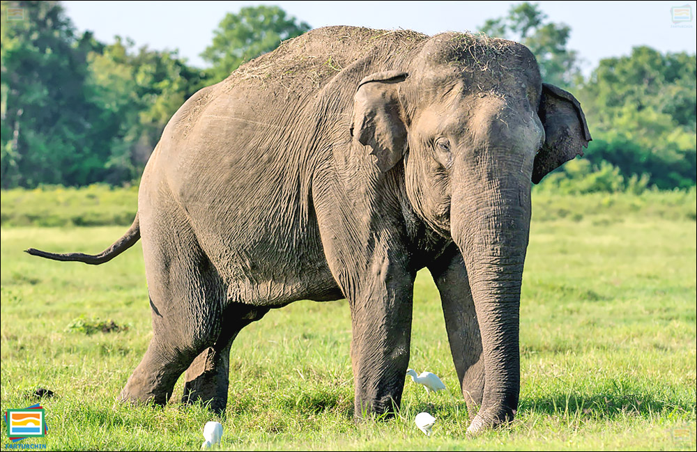 جانوران مهره‌دار - پستانداران: فیل آسیایی