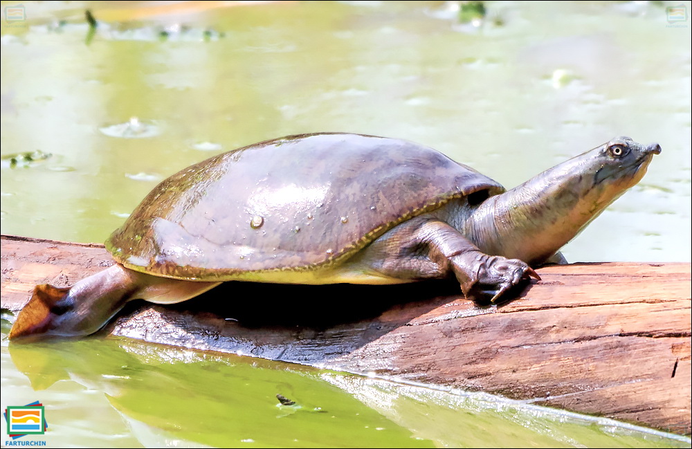 لاک‌پشت نرم‌لاک هندی