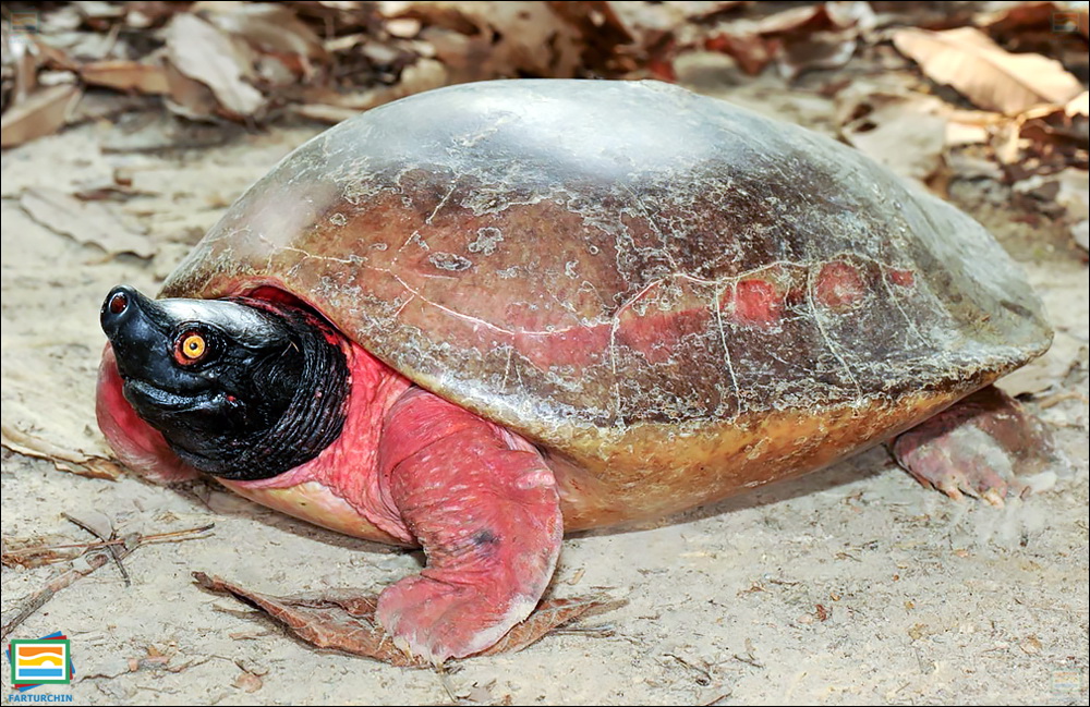 لاک‌پشت تراپین رودخانه‌ای شمالی