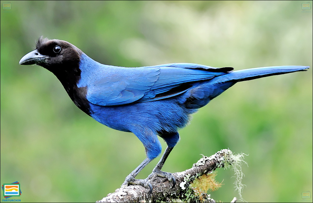 جانوران مهره‌دار - پرندگان: جیجاق لاجوردی