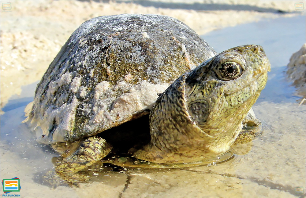 جانوران مهره‌دار - خزندگان: لاک‌پشت جعبه‌ای کواویلایی