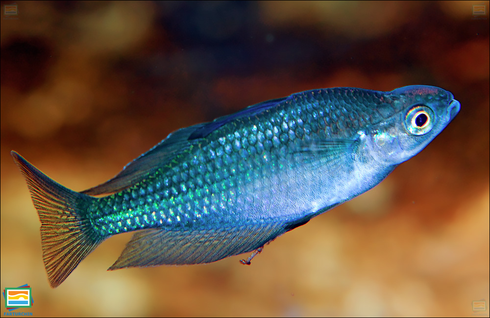ماهی رنگین‌کمانی رودخانه‌ی مورای