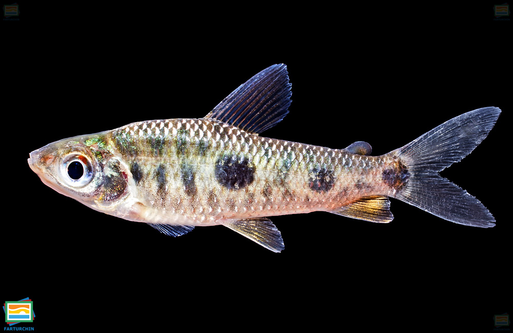 Leporinus aripuanaensis