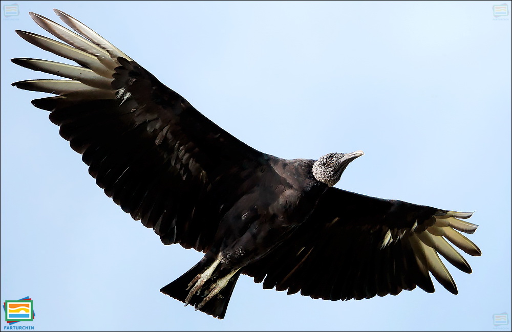 جانوران مهره‌دار - پرندگان: کرکس سیاه