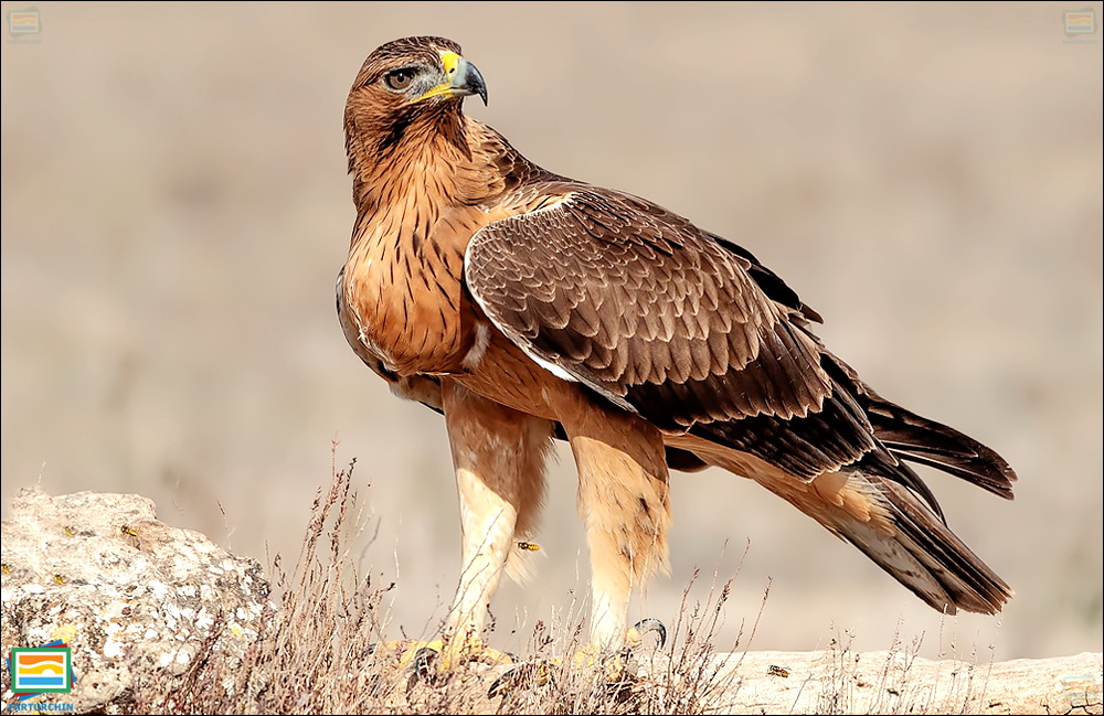 جانوران مهره‌دار - پرندگان: عقاب دوبرادر