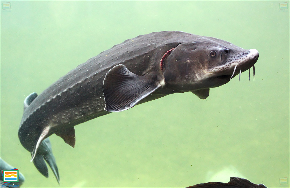 جانوران مهره‌دار - ماهیان: تاس‌ماهی دریایی اروپایی