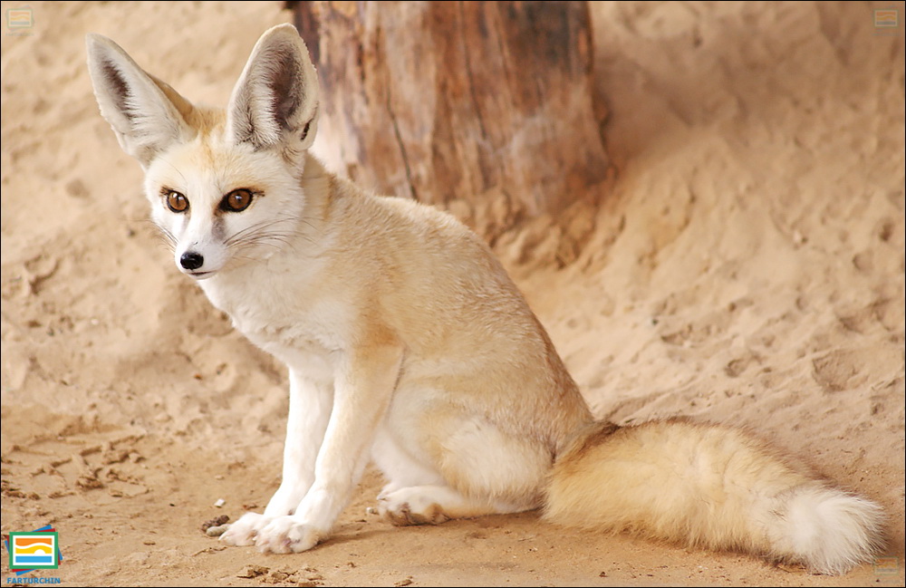 جانوران مهره‌دار - پستانداران: روباه روپل