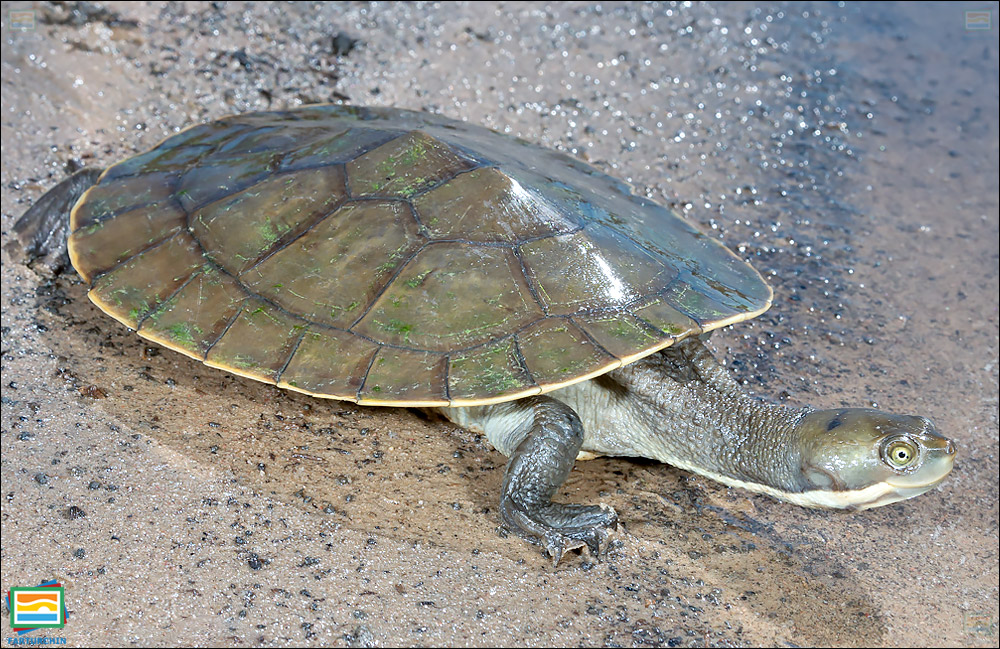 جانوران مهره‌دار - خزندگان: لاک‌پشت رودخانه‌ی مک‌کواری